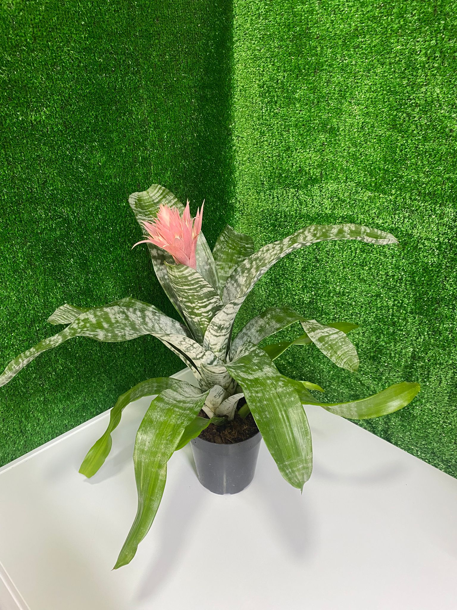 Pembe Aşmea (Saksı Çiçeği)